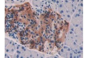 IHC-P analysis of Mouse Pancreas Tissue, with DAB staining. (BMP7 Antikörper  (AA 292-430))