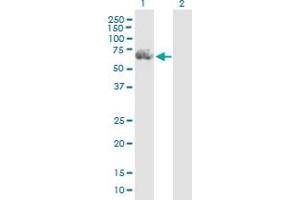 Western Blot analysis of RGS14 expression in transfected 293T cell line by RGS14 MaxPab polyclonal antibody. (RGS14 Antikörper  (AA 1-566))