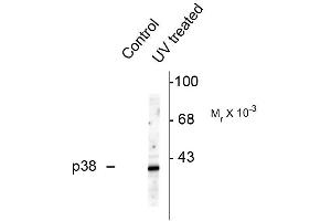 Western blots of HeLa cell lysates that had been treated with UV or untreated (Control) showing specific immunolabeling of the ~39k p38 MAPK protein phosphorylated at Thr180 and Tyr182 . (MAPK14 Antikörper  (pThr180, pTyr182))