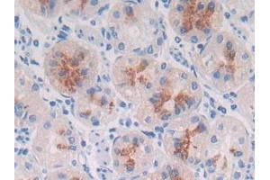 DAB staining on IHC-P; Samples: Human Stomach Tissue (MUC3B Antikörper  (AA 836-931))