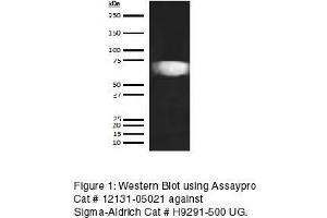 Western Blotting (WB) image for anti-Hemopexin (HPX) antibody (Biotin) (ABIN613185) (Hemopexin Antikörper  (Biotin))