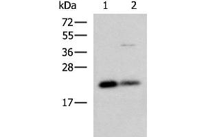Western blot analysis of HepG2 and A549 cell lysates using CSRP2 Polyclonal Antibody at dilution of 1:900 (CSRP2 Antikörper)