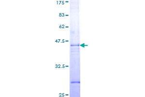 Caspase 7 Protein (AA 207-303) (GST tag)