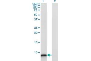 Western Blot analysis of S100A12 expression in transfected 293T cell line by S100A12 monoclonal antibody (M10A), clone 1F10. (S100A12 Antikörper  (AA 1-92))