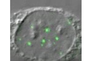 Image no. 1 for anti-DEAD (Asp-Glu-Ala-Asp) Box Polypeptide 20 (DDX20) (AA 368-548) antibody (ABIN108548) (DDX20 Antikörper  (AA 368-548))