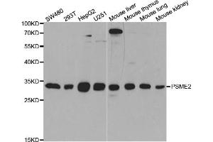 Western blot analysis of extracts of various cell lines, using PSME2 antibody (ABIN5973243) at 1/1000 dilution. (PSME2 Antikörper)