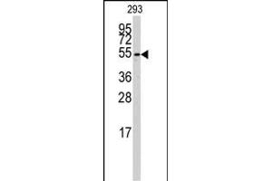 Western blot analysis of anti-CYP26B1 Antibody (C-term) (ABIN392528 and ABIN2842083) in 293 cell line lysates (35 μg/lane). (CYP26B1 Antikörper  (C-Term))