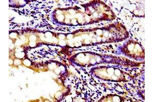 Immunohistochemistry of paraffin-embedded human small intestine tissue using ABIN7153343 at dilution of 1:100 (GPR39 Antikörper  (AA 345-453))
