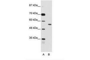 Image no. 1 for anti-Bromodomain Containing 3 (BRD3) (N-Term) antibody (ABIN203206) (BRD3 Antikörper  (N-Term))