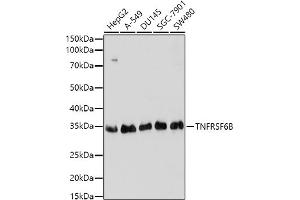 Western blot analysis of extracts of various cell lines, using TNFRSF6B antibody (ABIN3021023, ABIN3021024, ABIN3021025 and ABIN6213919) at 1:1000 dilution. (TNFRSF6B Antikörper  (AA 35-300))