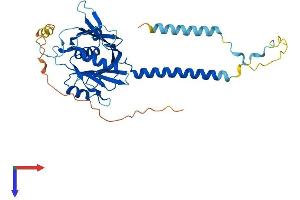 BRIX1 Protein (AA 1-353) (His tag)