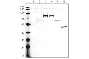 Lanes: 1:non-transfected cells, 2:V5-tagged empty plasmid, 3:protein A (V5-tagged), 4:protein B (V5-tagged), 5:protein C (V5-tagged), 6:protein D (V5-tagged), Protocol and data courtesy of Dr. (V5 Epitope Tag Antikörper)