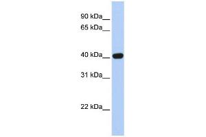 WB Suggested Anti-CXADR Antibody Titration:  0. (Coxsackie Adenovirus Receptor Antikörper  (N-Term))