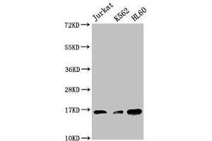 Western Blot Positive WB detected in: Jurkat whole cell lysate, K562 whole cell lysate, HL60 whole cell lysate All lanes: HIST1H3A antibody at 1:500 Secondary Goat polyclonal to rabbit IgG at 1/40000 dilution Predicted band size: 16 kDa Observed band size: 16 kDa (HIST1H3A Antikörper  (3meLys27))