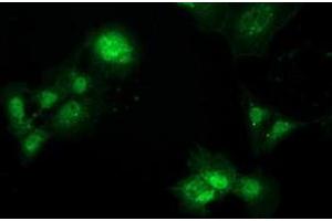 Anti-PBLD mouse monoclonal antibody (ABIN2453424) immunofluorescent staining of COS7 cells transiently transfected by pCMV6-ENTRY PBLD (RC202328). (PBLD1 Antikörper)