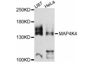 Western blot analysis of extracts of various cell lines, using MAP4K4 antibody (ABIN4904299) at 1:3000 dilution. (MAP4K4 Antikörper)