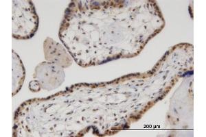 Immunostaining (ISt) image for anti-Valosin Containing Protein (VCP) (AA 1-588) antibody (ABIN521309)