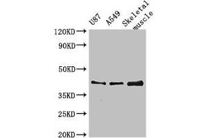 Western Blot Positive WB detected in: U87 whole cell lysate, A549 whole cell lysate, Mouse skeletal muscle tissue All lanes: B3GALT4 antibody at 3 μg/mL Secondary Goat polyclonal to rabbit IgG at 1/50000 dilution Predicted band size: 42 kDa Observed band size: 42 kDa (B3GALT4 Antikörper  (AA 42-266))