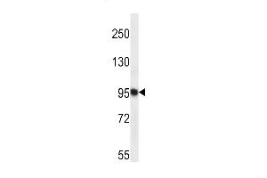 TTC15 Antibody (C-term) (ABIN657310 and ABIN2846388) western blot analysis in K562 cell line lysates (35 μg/lane). (TTC15 Antikörper  (C-Term))