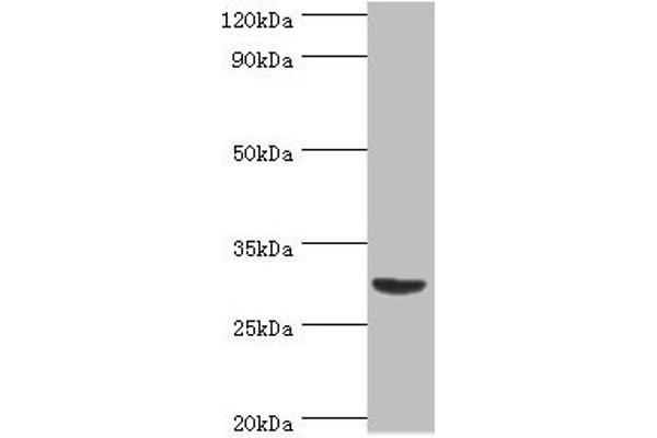 BAFF antibody  (AA 76-285)