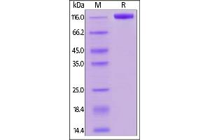 Biotinylated Human Siglec-2, Fc,Avitag on  under reducing (R) condition.