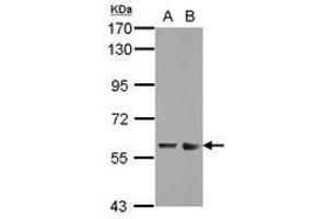 Image no. 2 for anti-Zinc Finger and SCAN Domain Containing 32 (ZSCAN32) (AA 64-237) antibody (ABIN1501845) (Zinc Finger and SCAN Domain Containing 32 (ZSCAN32) (AA 64-237) Antikörper)