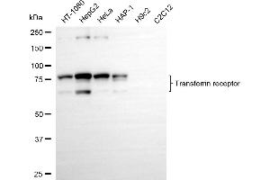 Western blotting analysis using transferrin receptor antibody (ABIN7800603). (Rekombinanter Transferrin Receptor Antikörper)