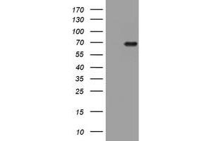 Image no. 1 for anti-HMG Box Domain Containing 4 (HMGXB4) (AA 1-348) antibody (ABIN1490758) (HMGXB4 Antikörper  (AA 1-348))