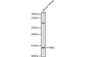 Western blot analysis of extracts of Mouse kidney cells, using HBG1 antibody (ABIN1679149, ABIN1679148, ABIN7101336 and ABIN7101337) at 1:1000 dilution. (HBG1/2 Antikörper)