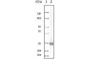 Western Blotting (WB) image for anti-Interleukin 10 (IL10) antibody (ABIN2464113) (IL-10 Antikörper)