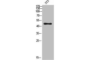 Western Blot analysis of 3T3 cells using Antibody diluted at 500. (E2F3 Antikörper  (acLys168))