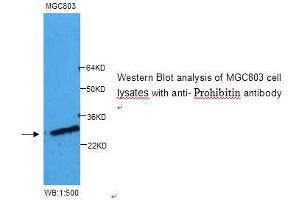 Image no. 1 for anti-Prohibitin (PHB) antibody (ABIN790859) (Prohibitin Antikörper)