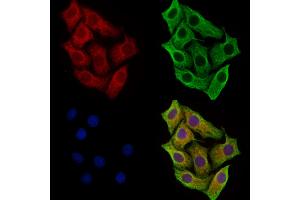 ABIN7094529 and ABIN7098578 staining Hela cells by IF/ICC. (STIL Antikörper  (C-Term))