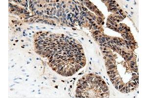 Immunohistochemical staining of paraffin-embedded Human Kidney tissue using anti-NT5DC1 mouse monoclonal antibody. (NT5DC1 Antikörper)