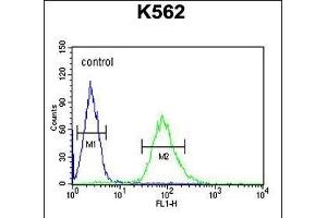 ARHG Antibody (N-term) (ABIN654716 and ABIN2844405) flow cytometric analysis of K562 cells (right histogram) compared to a negative control cell (left histogram).