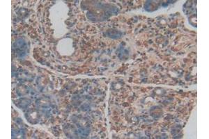 IHC-P analysis of Rat Pancreas Tissue, with DAB staining. (PROCR Antikörper  (AA 59-217))