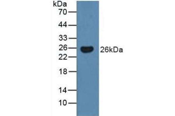 BMF anticorps  (AA 1-181)