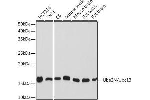 Western blot analysis of extracts of various cell lines, using Ube2N/Ubc13 Rabbit mAb (ABIN7271179) at 1:1000 dilution. (UBE2N Antikörper)