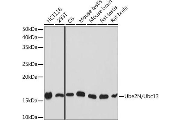 UBE2N Antikörper
