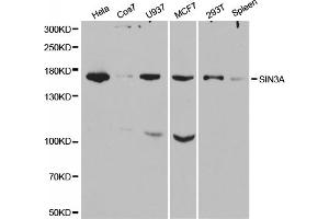 Western blot analysis of extracts of various cell lines, using SIN3A antibody. (SIN3A Antikörper)