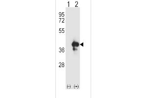 Western blot analysis of EX1 (arrow) using rabbit polyclonal EX1 Antibody (N-term) 2849a. (APEX1 Antikörper  (N-Term))