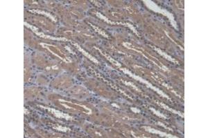 IHC-P analysis of Human Kidney Tissue, with DAB staining. (A4GALT Antikörper  (AA 44-353))