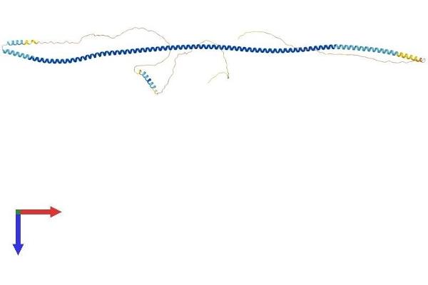 alpha Taxilin Protein (AA 1-546) (His tag)