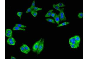Immunofluorescence (IF) image for anti-Glutamate-Cysteine Ligase, Modifier Subunit (GCLM) (AA 1-274), (Regulatory Subunit) antibody (ABIN7154002)