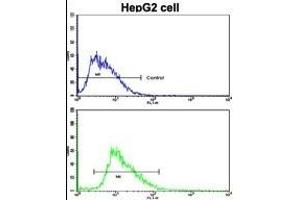 Flow cytometric analysis of HepG2 cells using LB2 Antibody (C-term)(bottom histogr) compared to a negative control cell (top histogr). (LAMB2 Antikörper  (C-Term))