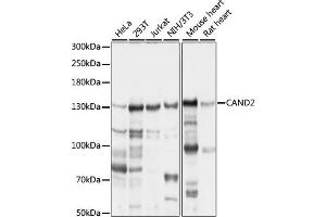 Western blot analysis of extracts of various cell lines, using C antibody (ABIN7266547) at 1:1000 dilution. (CAND2 Antikörper  (AA 850-1000))