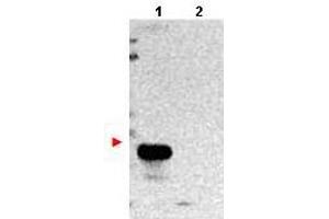 TMBIM1 antibody  (N-Term)