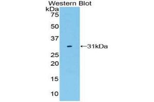 Western Blotting (WB) image for anti-Low Density Lipoprotein Receptor-Related Protein 3 (LRP3) (AA 184-435) antibody (ABIN1859705) (LRP3 Antikörper  (AA 184-435))