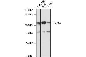 Western blot analysis of extracts of various cell lines, using FOXK1 antibody (ABIN7267237) at 1:1000 dilution. (Foxk1 Antikörper  (AA 434-733))