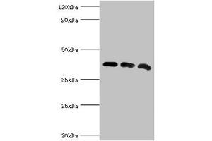 Western blot All lanes: Alpha-centractin antibody at 8 μg/mL Lane 1: Mouse brain tissue Lane 2: MCF-7 whole cell lysate Lane 3: Mouse liver tissue Secondary Goat polyclonal to rabbit IgG at 1/10000 dilution Predicted band size: 43 kDa Observed band size: 43 kDa (ACTR1A Antikörper  (AA 187-376))